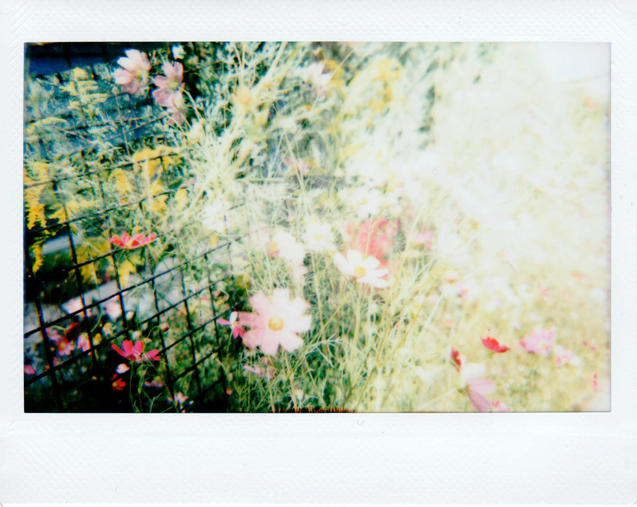 a polaroid picture of a field of flowers, by Nathalie Rattner, in the garden, lo - fi colors, polaroid clear, cosmos