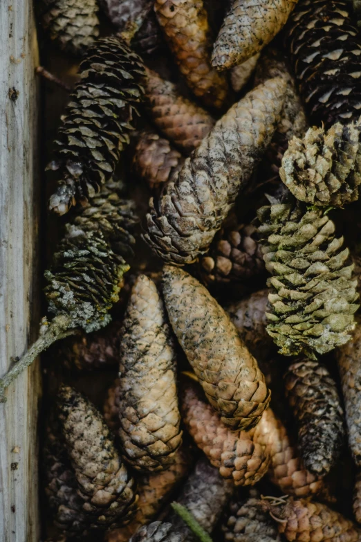 a wooden box filled with lots of pine cones, trending on unsplash, tall, multi chromatic, vine, 10k