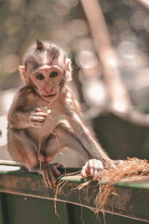 a small monkey sitting on top of a metal rail, pexels contest winner, sumatraism, on a wooden plate, with a straw, young female, south east asian with round face