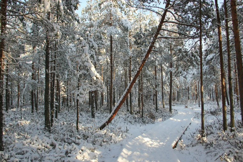 a snow covered forest filled with lots of trees, by Grytė Pintukaitė, flickr, hurufiyya, lying on the woods path, thumbnail, pine tree, slide show