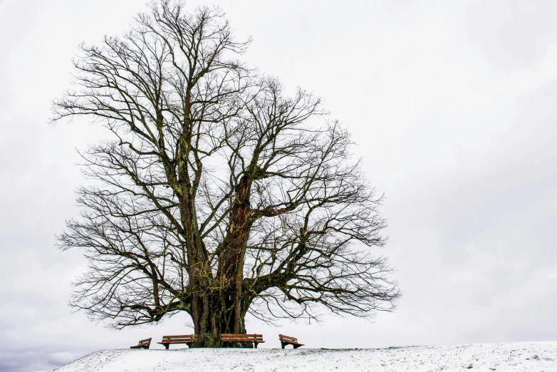 a large tree sitting on top of a snow covered hill, by Peter Churcher, pexels contest winner, benches, white sky, preserved historical, sycamore