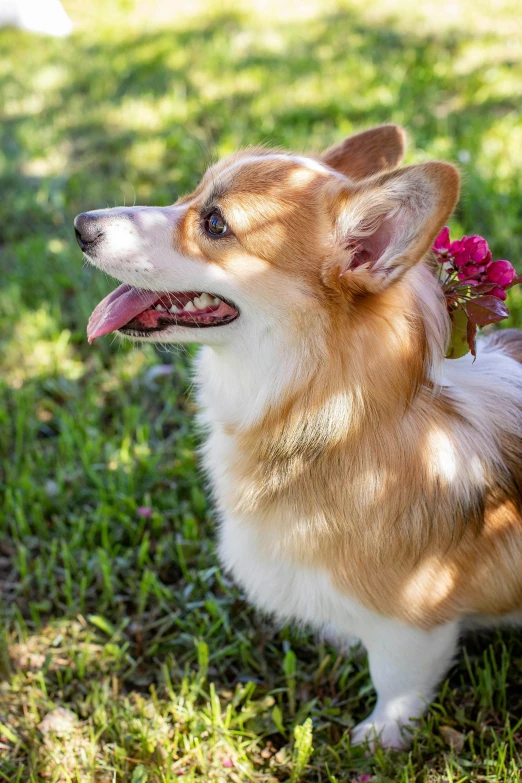 a brown and white dog standing on top of a lush green field, corgi, queen of flowers, profile image