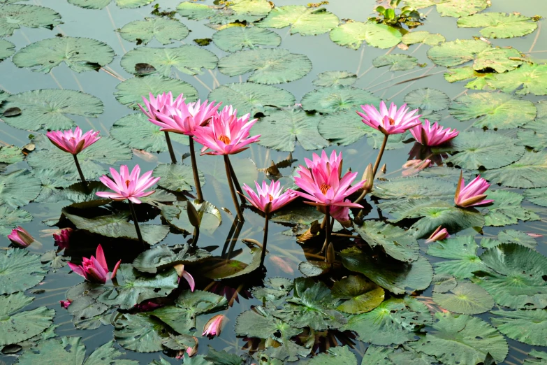 a group of pink flowers floating on top of a body of water, hurufiyya, calcutta, fan favorite, gardens, artisanal art