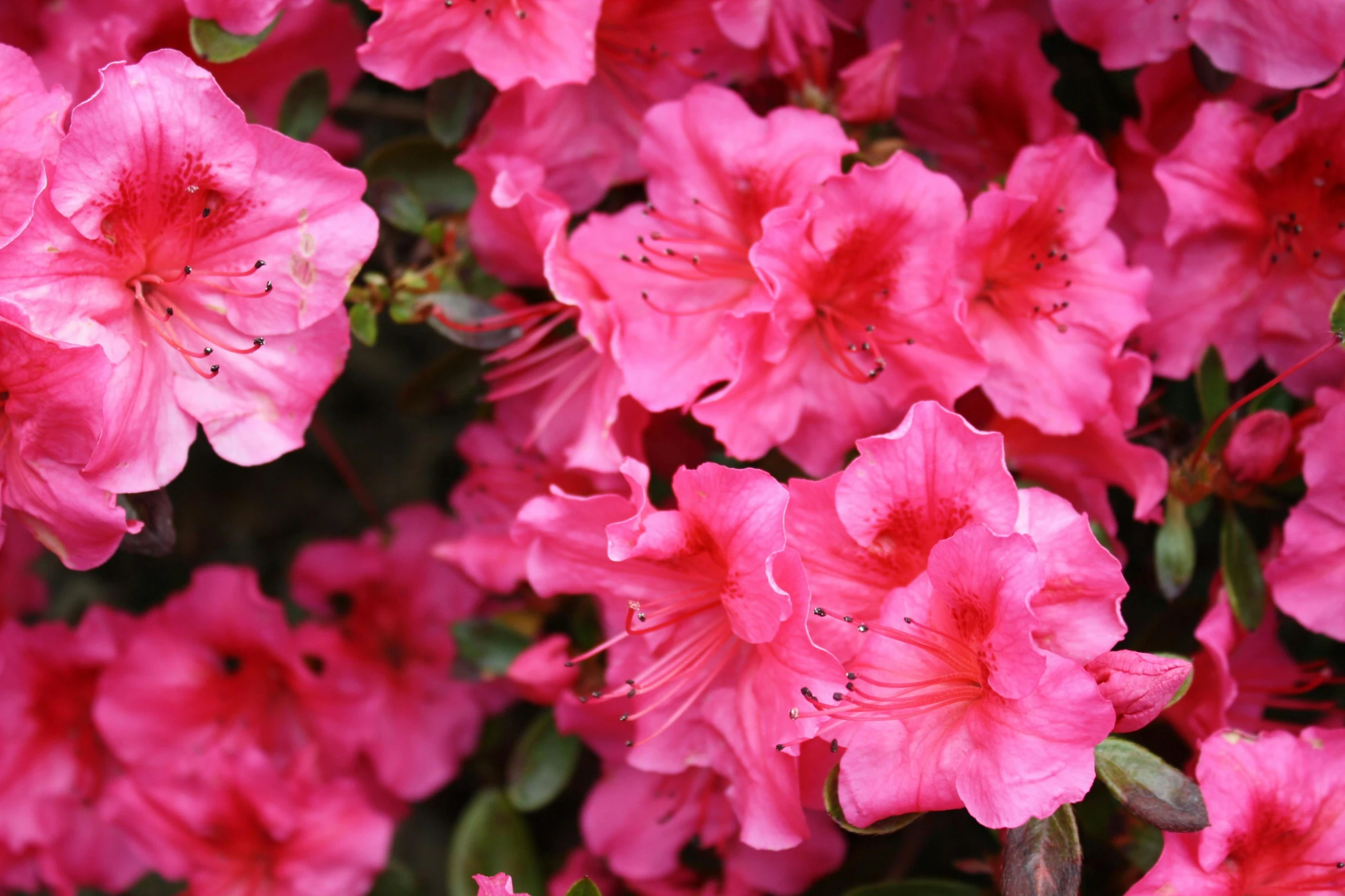 a close up of a bunch of pink flowers, 'groovy', vibrant foliage, flame shrubs, pink iconic character