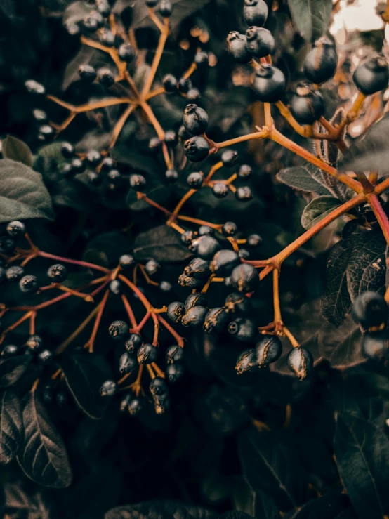 a close up of a bunch of berries on a tree, a screenshot, by Adam Marczyński, trending on unsplash, aestheticism, made of vines, black flowers, honeysuckle, midnight color palette