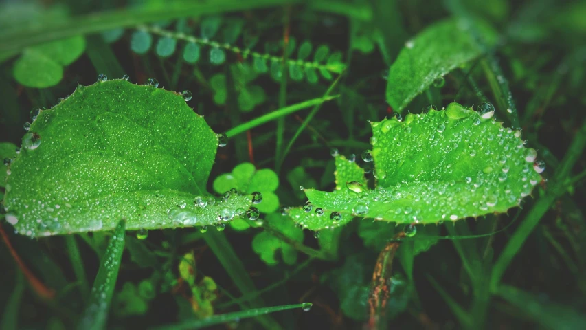 a close up of a leaf with water droplets on it, by Adam Marczyński, unsplash, lush green meadow, vegetated roofs, detailed screenshot, few overgrown plants