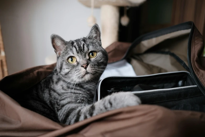 a cat is sitting in an open suitcase, a portrait, trending on pexels, grey, 1 4 9 3, rectangle, readymade