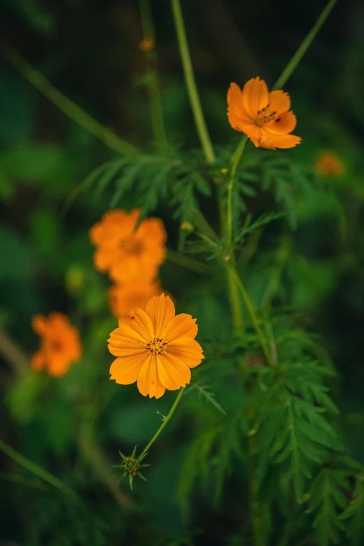 a bunch of yellow flowers sitting on top of a lush green field, a portrait, unsplash, miniature cosmos, orange, sri lanka, high resolution image