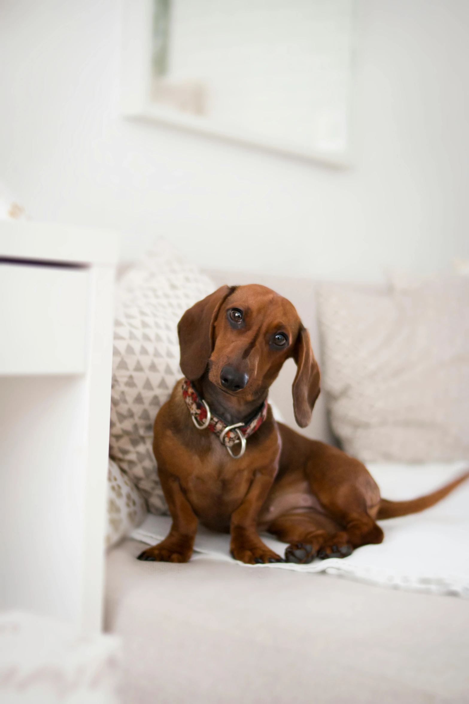 a brown dog sitting on top of a white couch, by Lucette Barker, trending on unsplash, sausages, rectangle, low iso, high quality photo