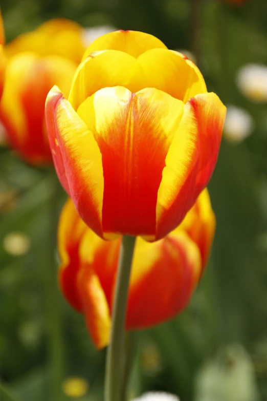 orange and yellow tulips with daisies in the background, a portrait, by David Simpson, lightweight, uncrop, single