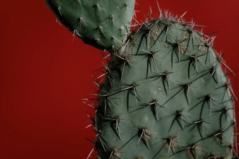 a close up of a cactus plant on a red background, by Adam Marczyński, pexels contest winner, 🦩🪐🐞👩🏻🦳, detailed product image, sharp claws close up, plain background