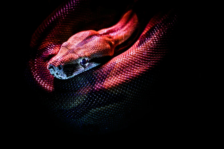 a snake that is laying down in the dark, an album cover, by Adam Marczyński, trending on pexels, hyperrealism, purple and red, intense albino, snake van, high contrast 8k