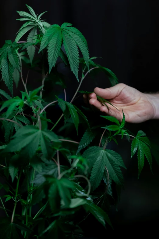 a person holding a plant in their hand, marijuana trees, lachlan bailey, high quality image”, full frame image