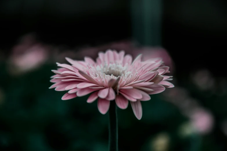 a close up of a pink flower on a stem, inspired by Elsa Bleda, pexels contest winner, chrysanthemum eos-1d, portrait of a small, low detailed, hyperrealistic”