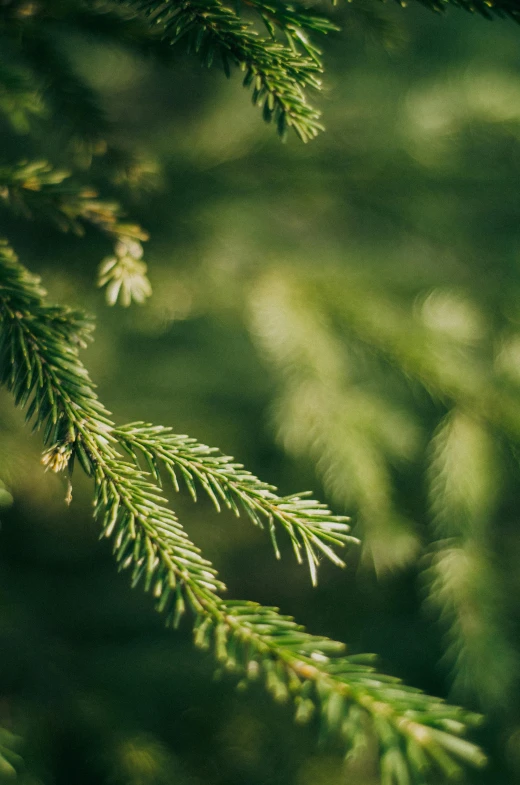 a close up of a pine tree branch, inspired by Elsa Bleda, trending on unsplash, full frame, multiple stories, historical