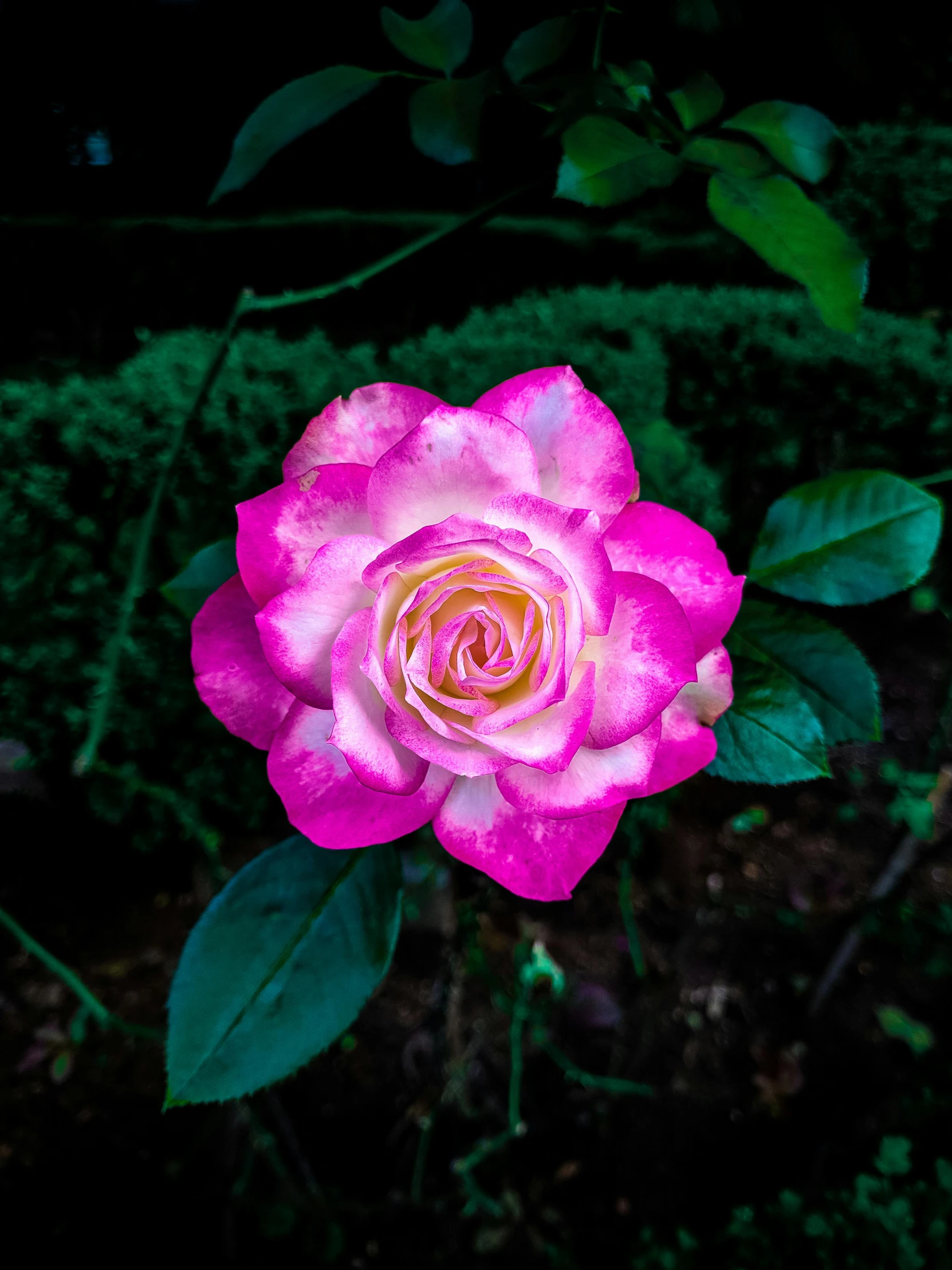 a close up of a pink rose with green leaves, by Reuben Tam, unsplash, medium format color photography, night time, magenta, multicoloured