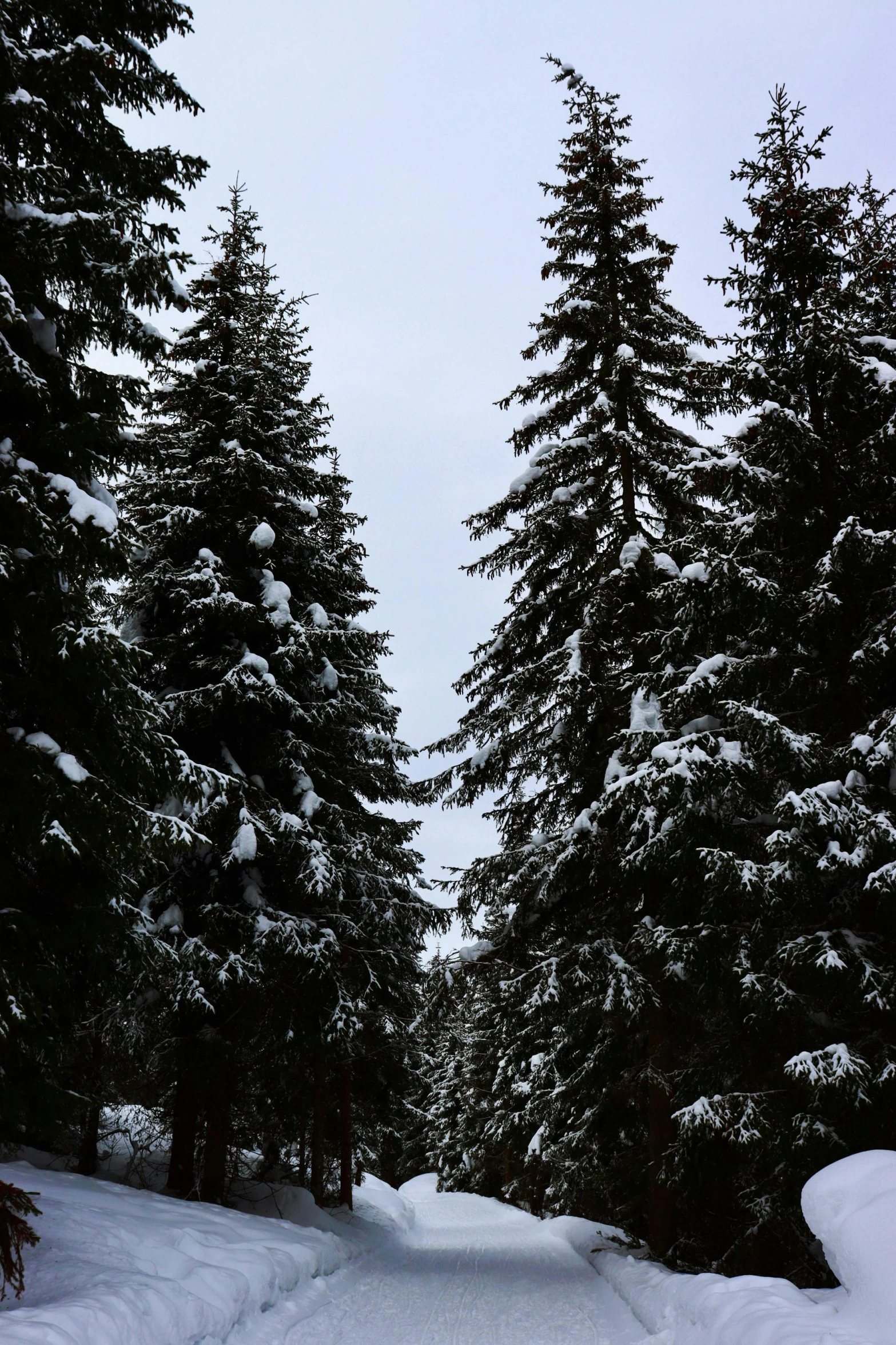 a man riding skis down a snow covered slope, ((trees)), dense coniferous forest. spiders, ((forest))