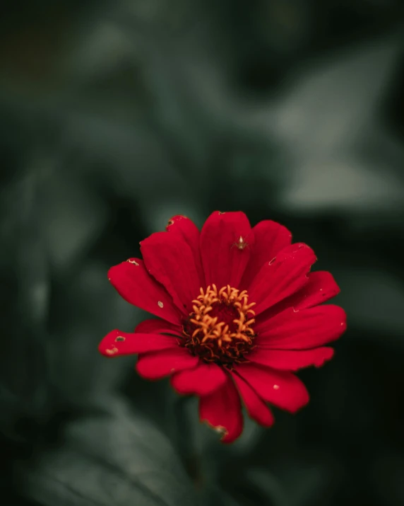 a red flower with green leaves in the background, pexels contest winner, dark. no text, instagram post, marigold, dof:-1