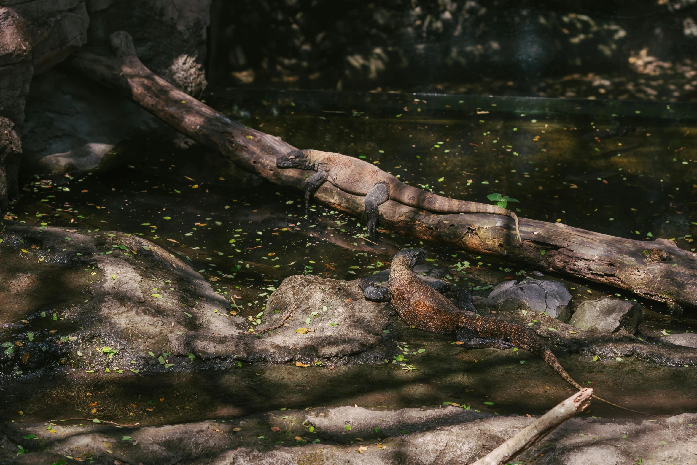 a brown bear standing on top of a rock next to a river, by Elsa Bleda, pexels contest winner, sumatraism, river otter dragon, laying on their back, a wooden, in the zoo exhibit