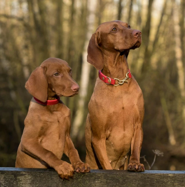 a couple of dogs sitting on top of a wooden bench, a portrait, by Jan Tengnagel, pexels contest winner, cinnamon skin color, hunting, reds, pits