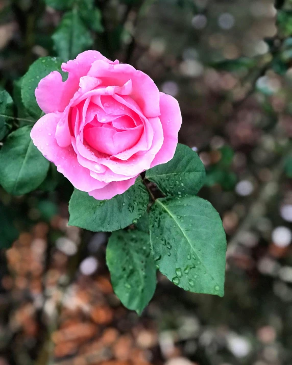 a close up of a pink rose with green leaves, unsplash, taken on iphone 14 pro, slight overcast weather, low quality photo, (pink colors)