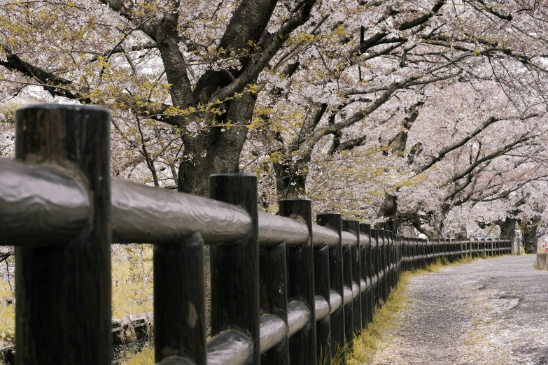 a wooden fence in front of a row of cherry trees, inspired by Kaii Higashiyama, unsplash, shin hanga, shot on hasselblad, akihiko yoshida”, 2022 photograph, curved trees