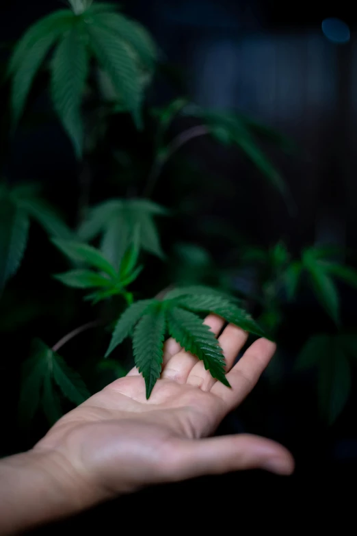 a person holding a plant in their hand, inspired by Elsa Bleda, with green cannabis leaves, bump in form of hand, large tall, 2717433015