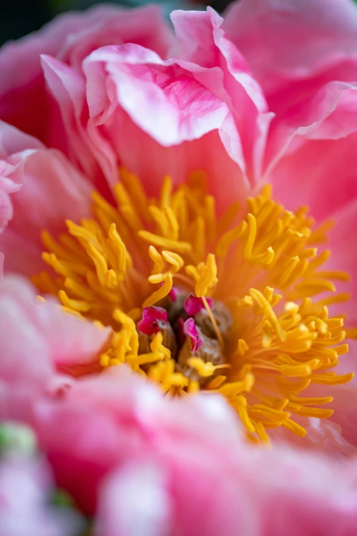 a close up of a pink and yellow flower, peony, carefully crafted, engineered, an intricate