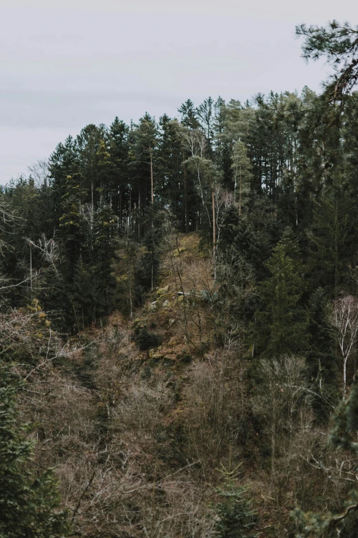 a train traveling through a lush green forest, a picture, by Joseph von Führich, unsplash, renaissance, lush winter forest landscape, standing on a cliffside, germany. wide shot, panorama view