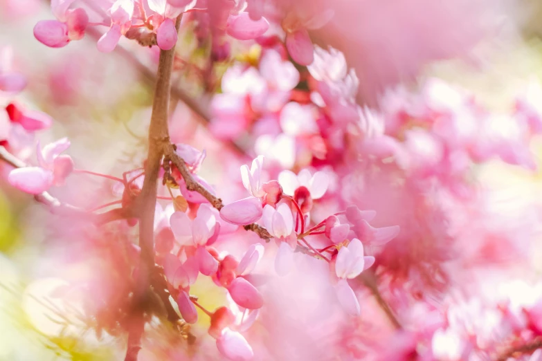 a close up of pink flowers on a tree, by Emma Andijewska, trending on pexels, rinko kawauchi, flowering buds, ilustration, blurred