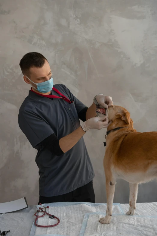 a man wearing a face mask while grooming a dog, a picture, by Adam Marczyński, shutterstock, large teeth, on grey background, multiscopy, profile pic