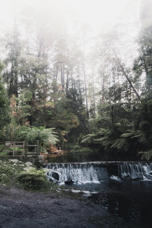 a stream running through a lush green forest, inspired by Edwin Deakin, unsplash contest winner, hurufiyya, tree ferns, in a park and next to a lake, floating waterfalls, melbourne