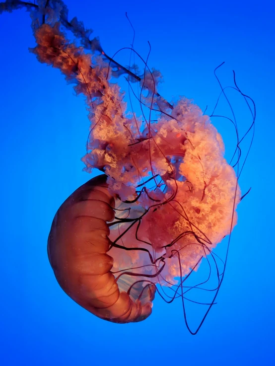 a jellyfish that is floating in the water, by Alison Geissler, unsplash contest winner, light red and deep blue mood, profile image, museum photo, full view of seahorse