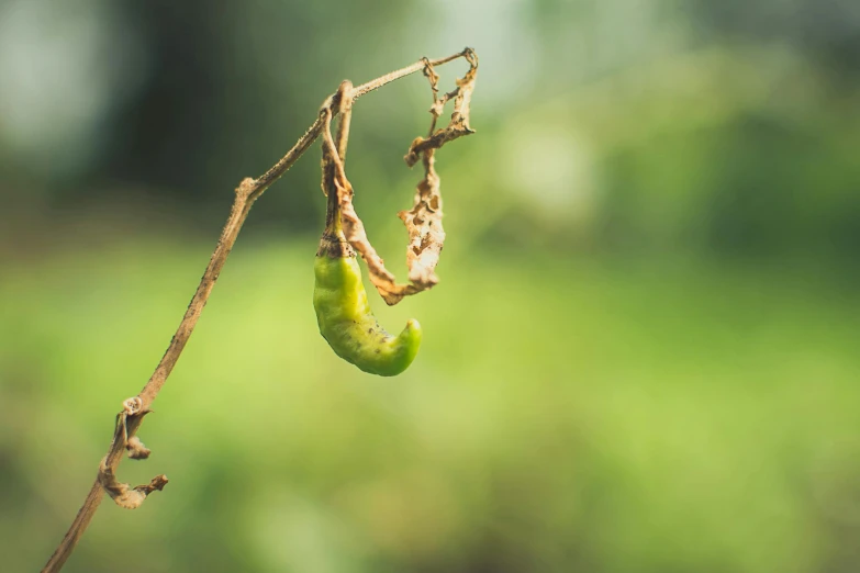 a close up of a plant with no leaves, a macro photograph, by Elsa Bleda, unsplash, happening, larvae, hanging vines, gourd, instagram post