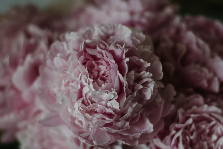 a bunch of pink flowers in a vase, pexels contest winner, ultra detailed close up, peony flower, grey, medium-shot