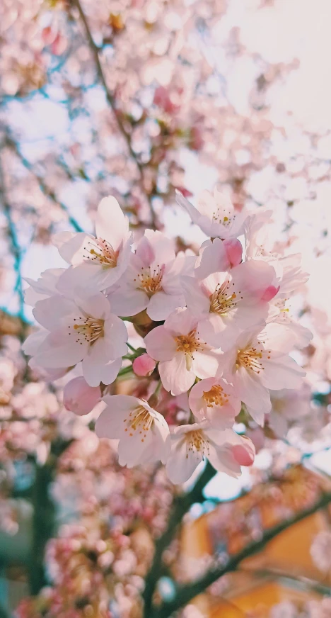 a bunch of pink flowers on a tree, by Eizan Kikukawa, trending on pexels, taken on iphone 1 3 pro, close up front view, けもの, high-quality photo