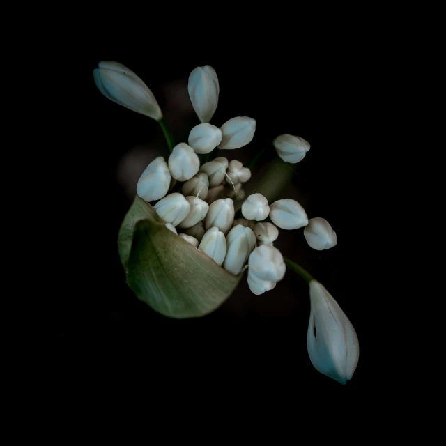 a bunch of white flowers sitting on top of a green leaf, an album cover, hurufiyya, against a deep black background, hasselblad photograph, flowering buds, [bioluminescense