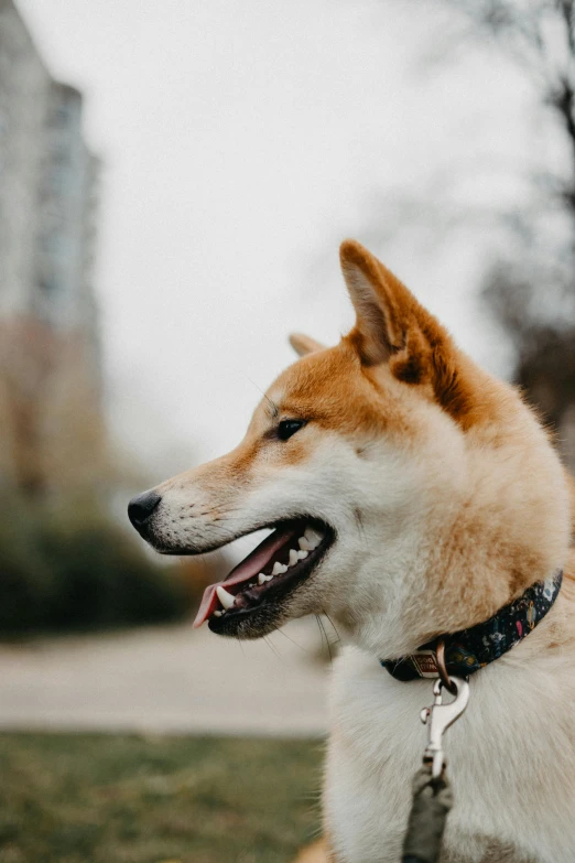 a brown and white dog sitting on top of a lush green field, inspired by Shiba Kōkan, trending on pexels, modernism, in a city park, sharp jawline, on grey background, portrait featured on unsplash