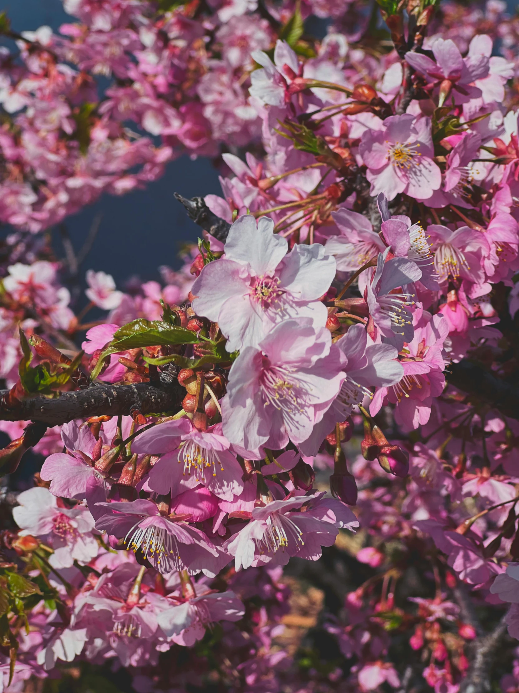 a close up of some pink flowers on a tree, by Niko Henrichon, trending on unsplash, seasons!! : 🌸 ☀ 🍂 ❄, lush sakura, background image, high angle close up shot