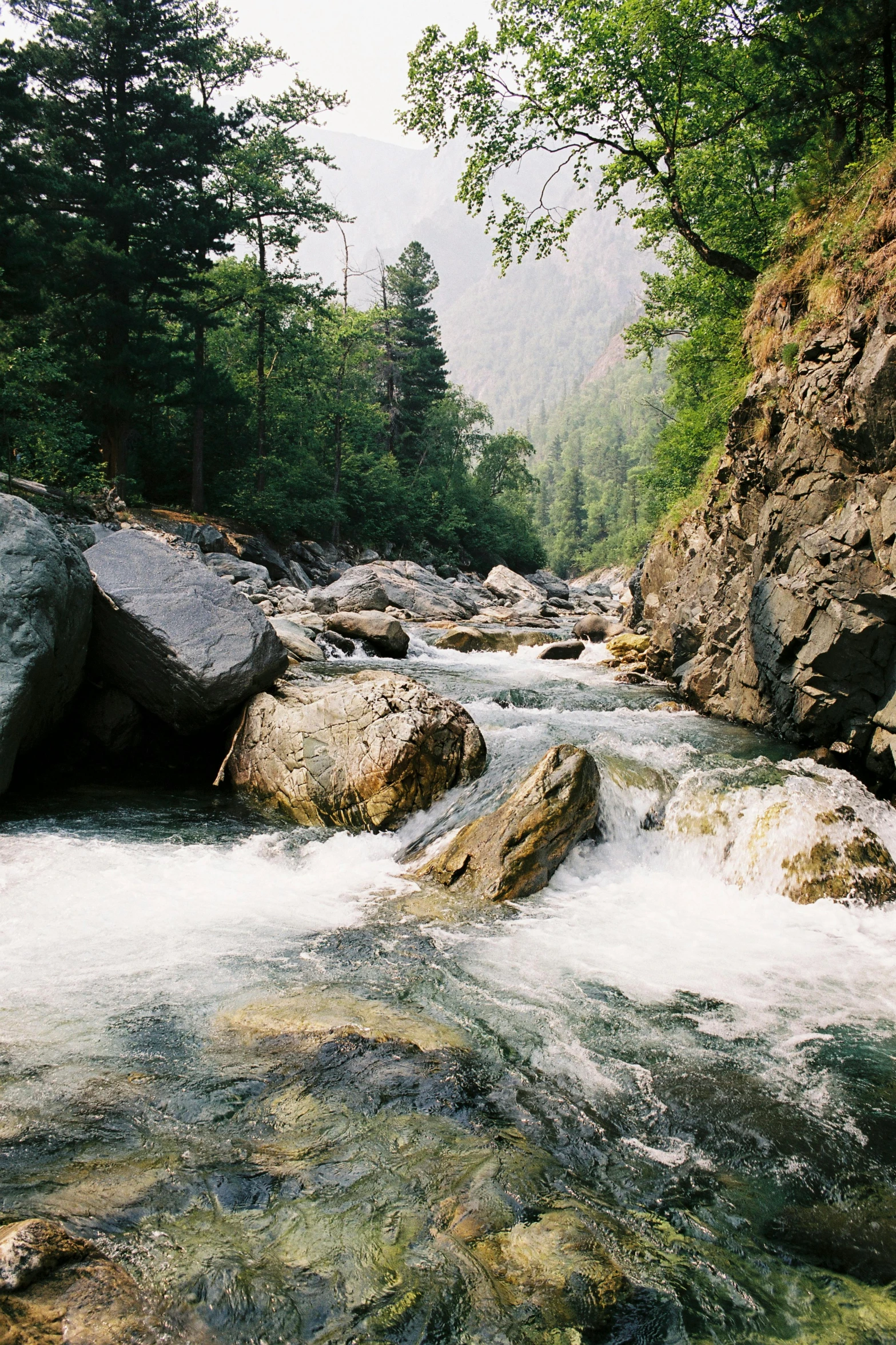 a river running through a lush green forest, a picture, unsplash, naturalism, himalayas, 2 5 6 x 2 5 6 pixels, large rocks, salmon