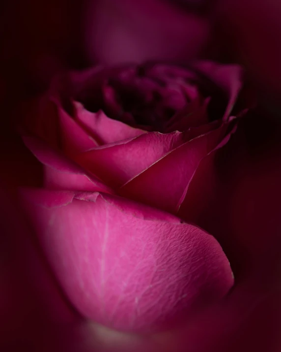 a close up of a pink rose on a table, dark red, purple hue, dark hues, zoomed in