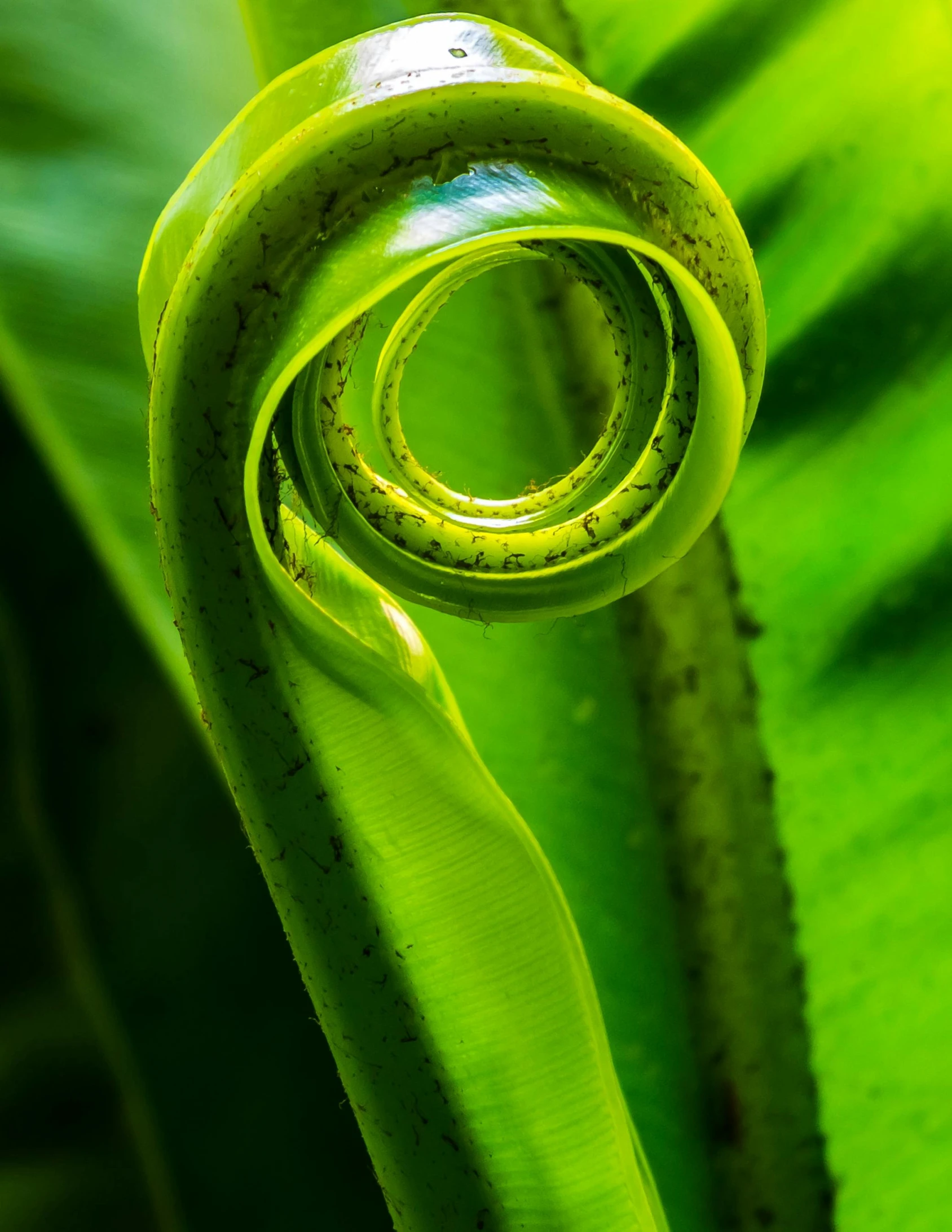 a close up of a plant with green leaves, by Jan Rustem, pexels contest winner, sumatraism, winding horn, by greg rutkowski, scrolls, captured on canon eos r 6