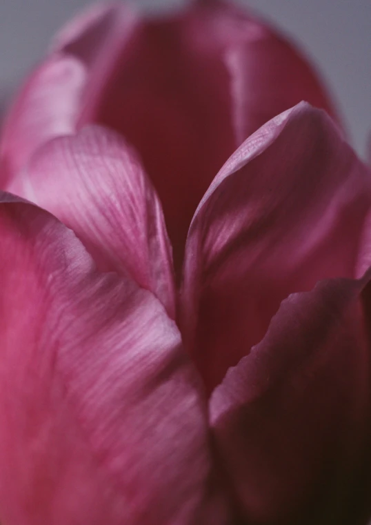 a close up of a pink tulip flower, a macro photograph, by Sven Erixson, trending on unsplash, shot on hasselblad, alessio albi, ilustration, soft vinyl