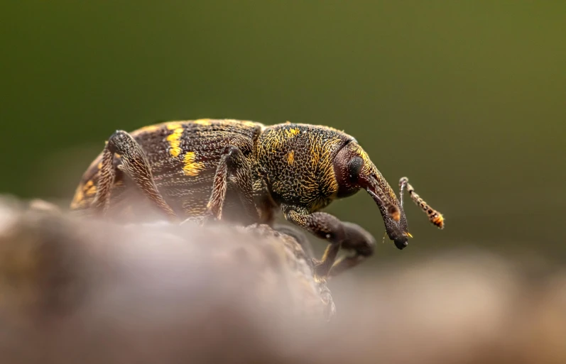 a small insect sitting on top of a piece of wood, a macro photograph, unsplash contest winner, giraffe weevil, paul barson, horned, megascans