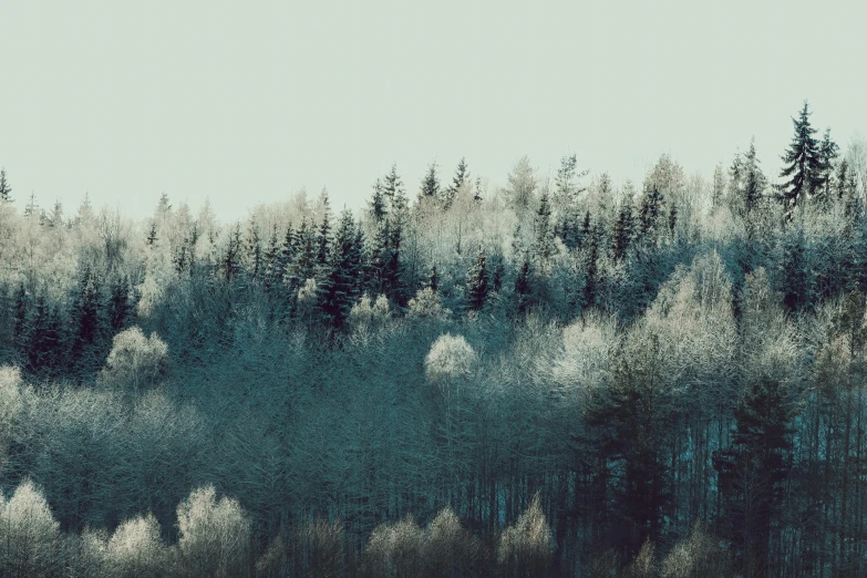 a forest filled with lots of trees covered in snow, an album cover, inspired by Elsa Bleda, unsplash contest winner, desaturated blue, hillside, fine art print, nordic