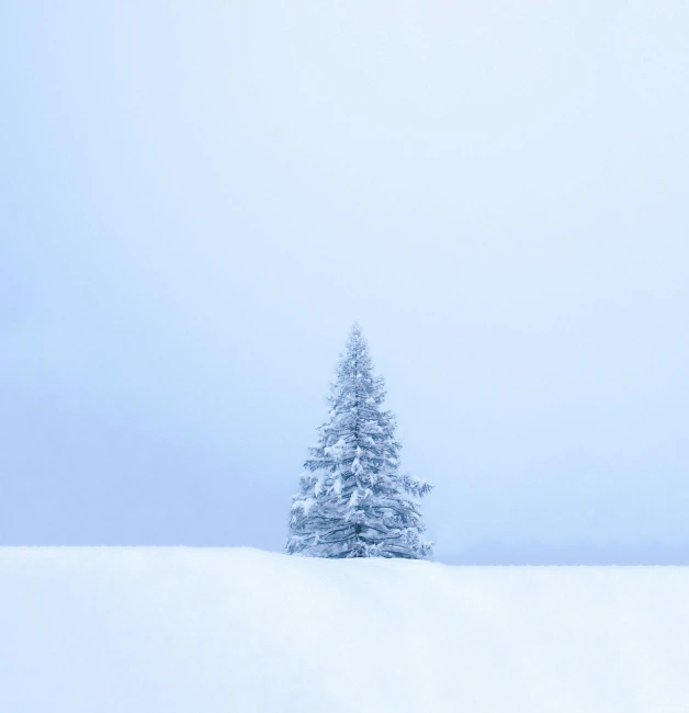 a lone tree in the middle of a snowy field, by Matthias Weischer, pexels contest winner, minimalism, fir trees, white and blue, holiday, hiroshi sugimoto