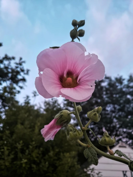 a close up of a pink flower on a stem, taken on iphone 1 3 pro, cotton candy clouds, at dusk!, today\'s featured photograph 4k