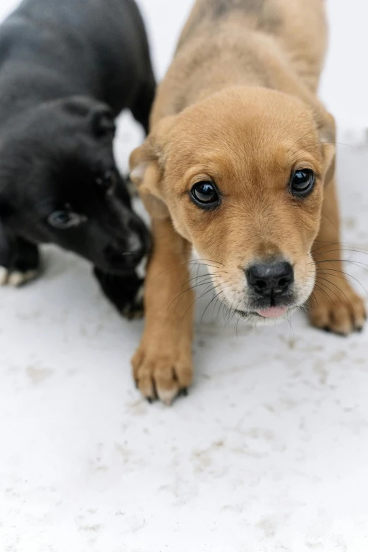 a couple of small dogs standing next to each other, a photo, by Paul Davis, up close, pits, cold weather, puppies