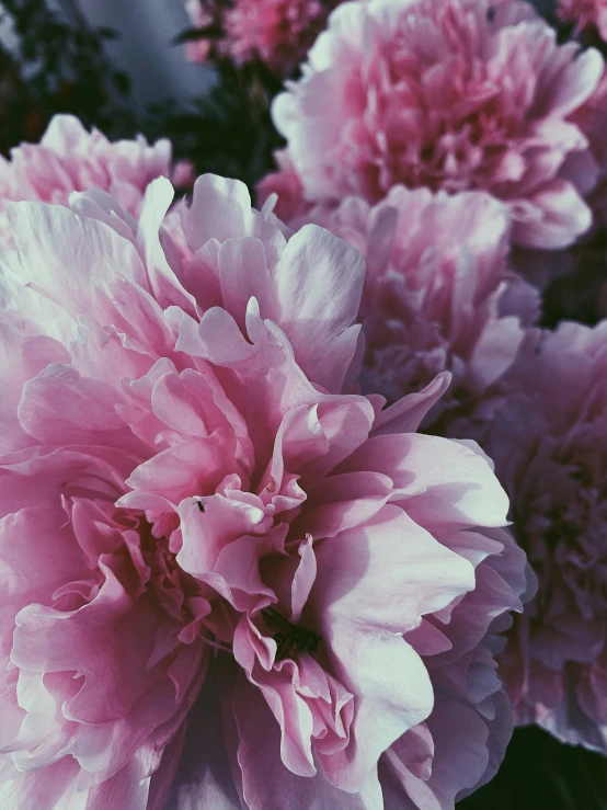 a close up of a bunch of pink flowers, by Carey Morris, unsplash, taken on an iphone, low quality photo, color image, black peonies