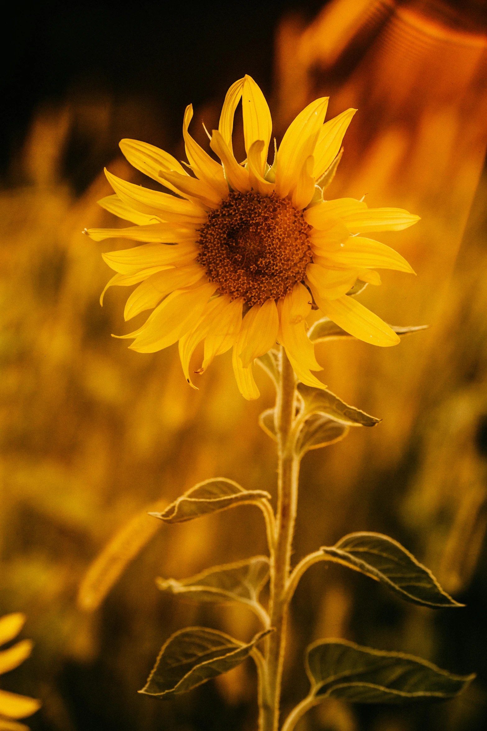 a close up of a sunflower in a field, soft light - n 9, tall, average, displayed